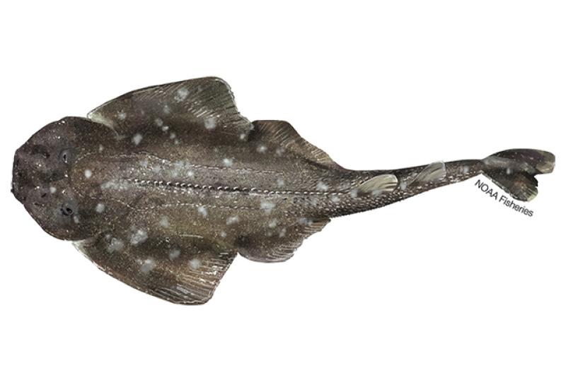 Spiny angelshark illustration. Credit: Jack Hornady.