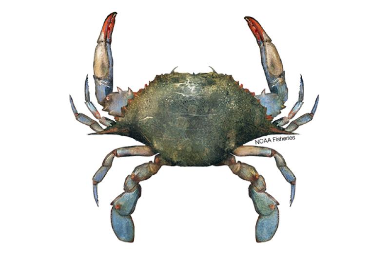 What's the Deal with that Weird Big Blue Crab on the Beach? - Hook, Line  and Science