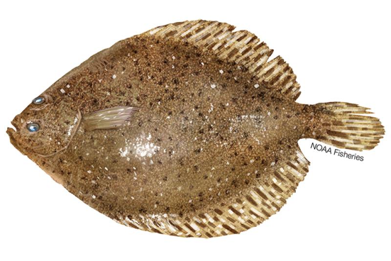 Windowpane flounder illustration. Credit: Jack Hornady.
