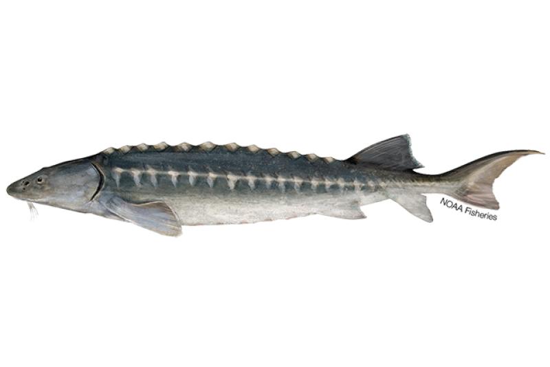 European sturgeon illustration. Credit: Jack Hornady.
