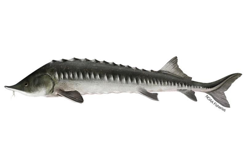 Kaluga Sturgeon | NOAA Fisheries Kaluga Sturgeon | NOAA Fisheries
