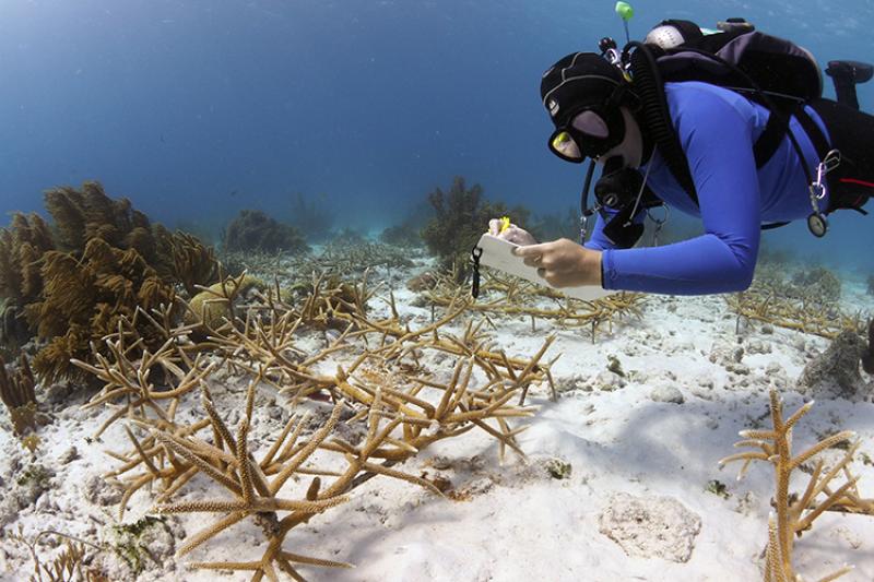 I. Introduction to Coral Restoration