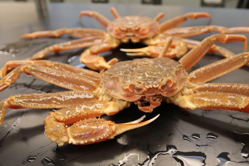 Photo of a pair of Bering Sea snow crabs on a lab table.