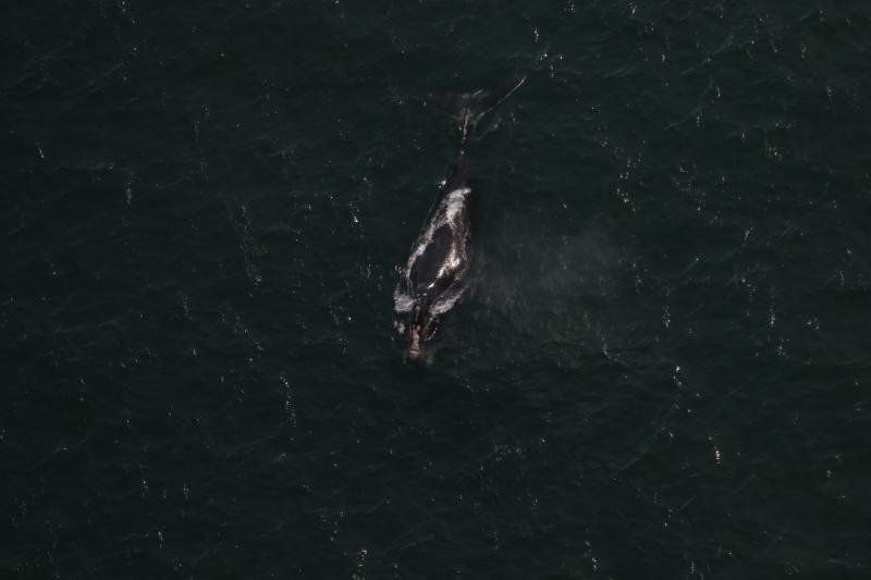 North Atlantic right whale seen from above with gear trailing from its mouth.