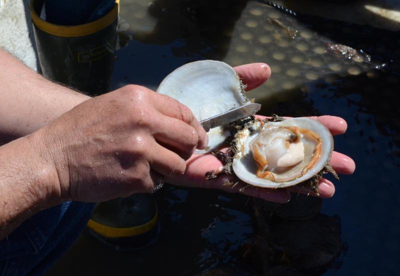 A whole shucked scallop is held in a person's hands.
