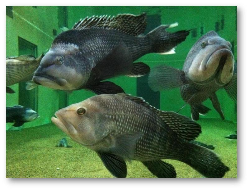 black sea bass swim in very large research aquarium