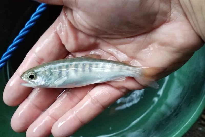 Coho salmon smolt held in hand