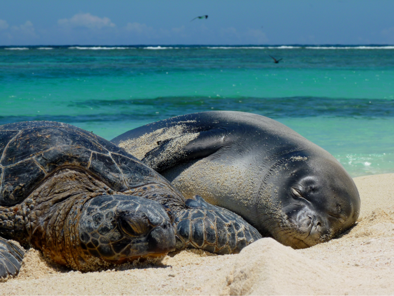 Picture of turtle and monk seal sleeping on a beach.