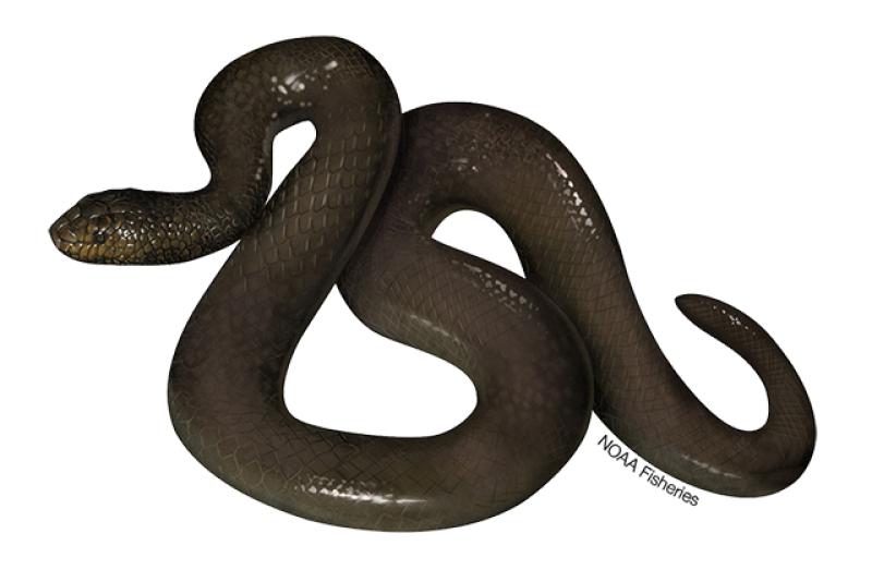 Dusky sea snake illustration. Credit: Jack Hornady.