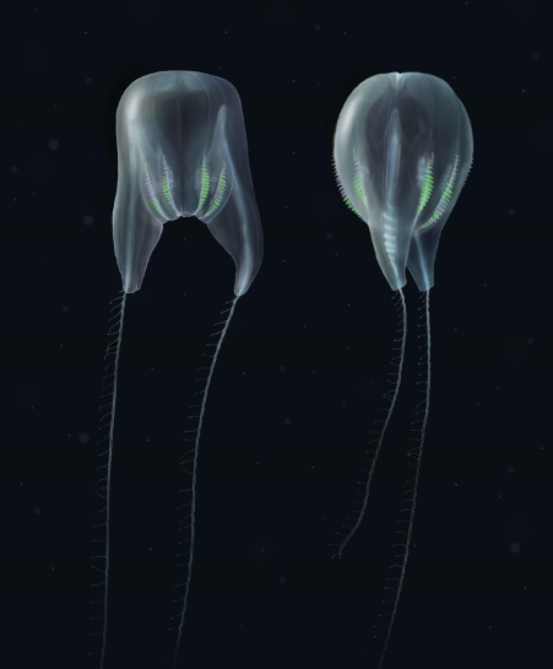 Comb jellyfish online