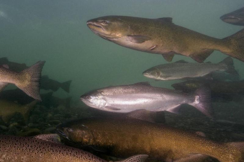 Chinook salmon, Coho salmon, and summer steelhead swimming in the Elwha River. 