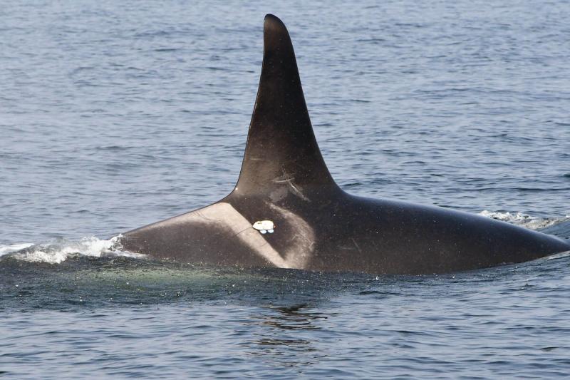 Killer whale at sea with visible DTAG