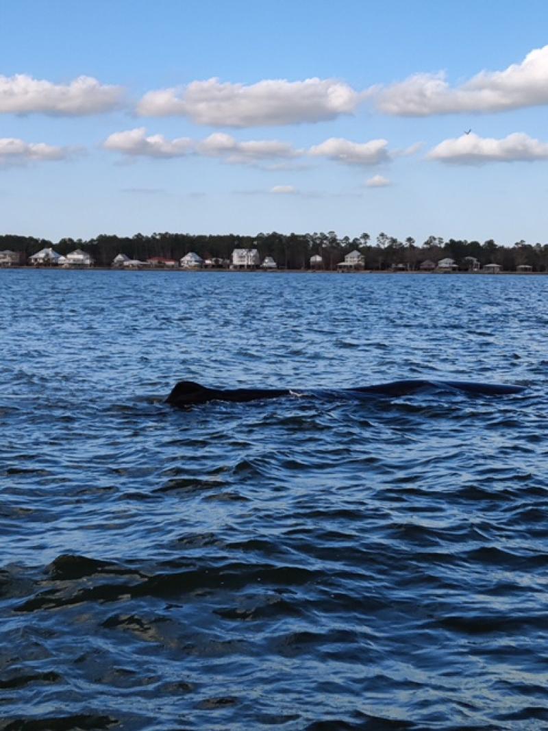 Sperm whale off AL