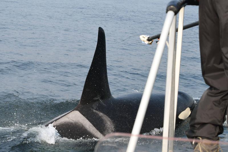 Biologists attaching a tag to a killer whale at sea