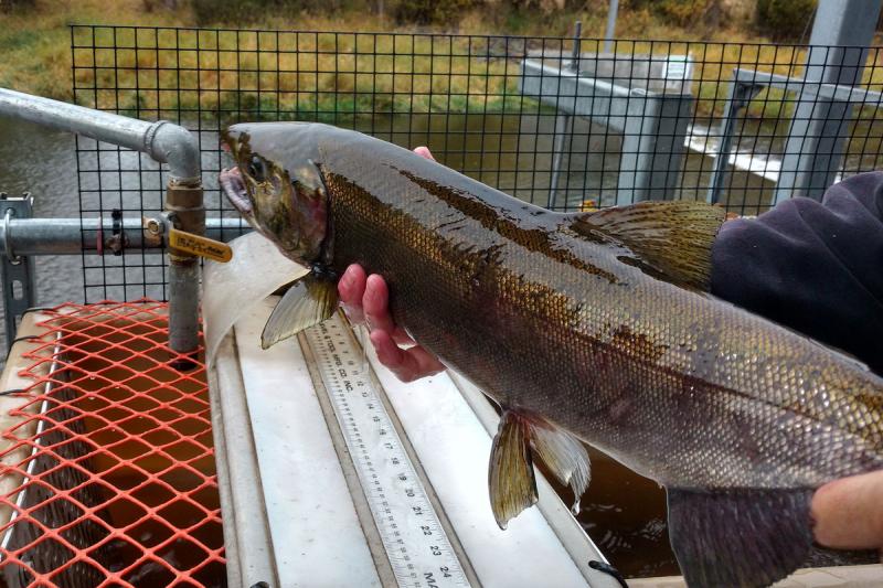 Coho salmon being held to measure length