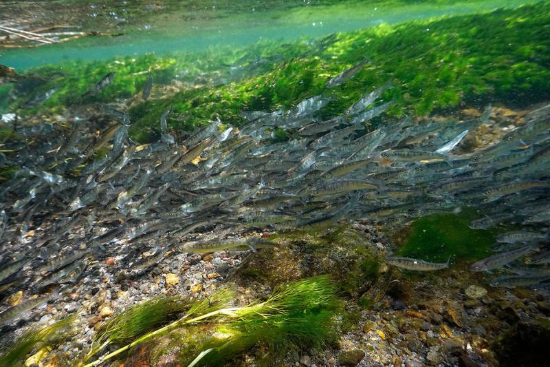 School of young salmon