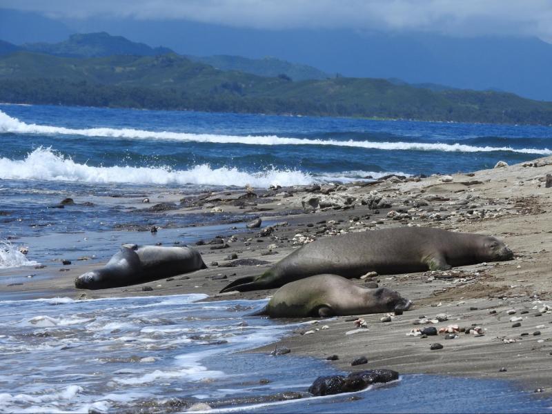 Three monk seals rest on a beach near each other