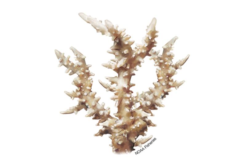 Anacropora spinosa coral illustration. Credit: Jack Hornady.