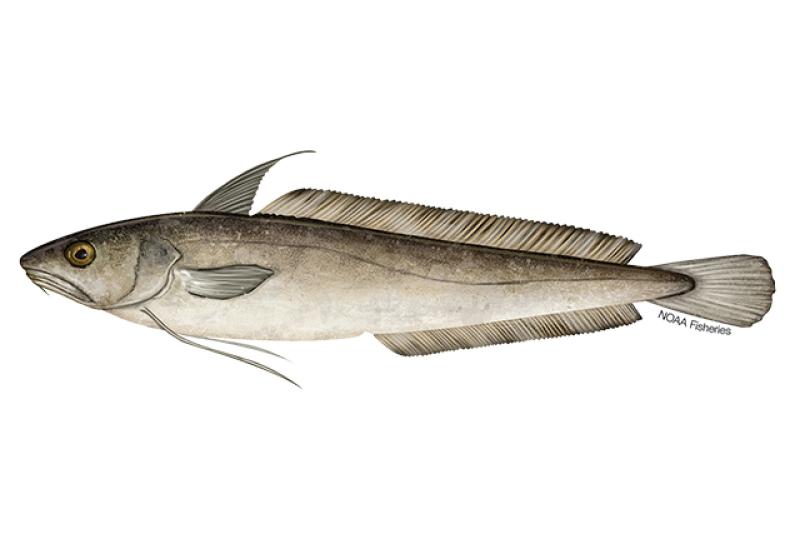 Illustration of White Hake. Credit: Jack Hornady. 