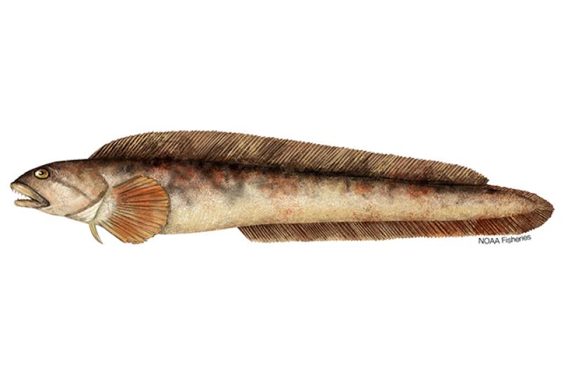 Ocean pout illustration. Credit: Jack Hornady.