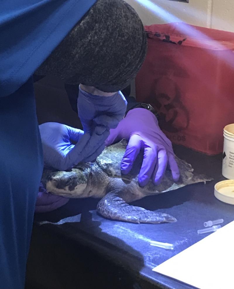 Cold stunned turtle blood draw
