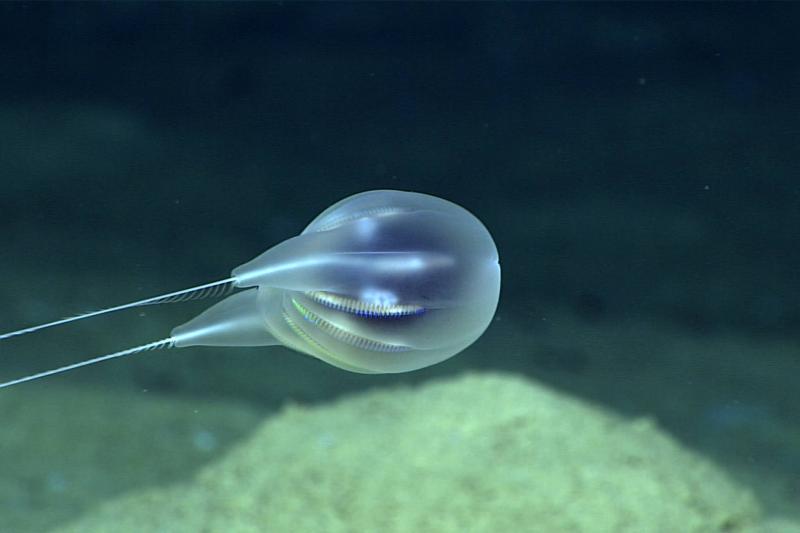 An image of the newly discovered ctenophore taken by the Deep Discoverer remotely operated vehicle. 