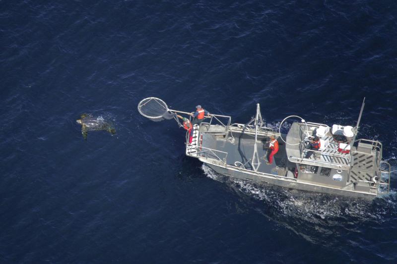 Scientists aboard a research vessel following a Leatherback turtle at sea