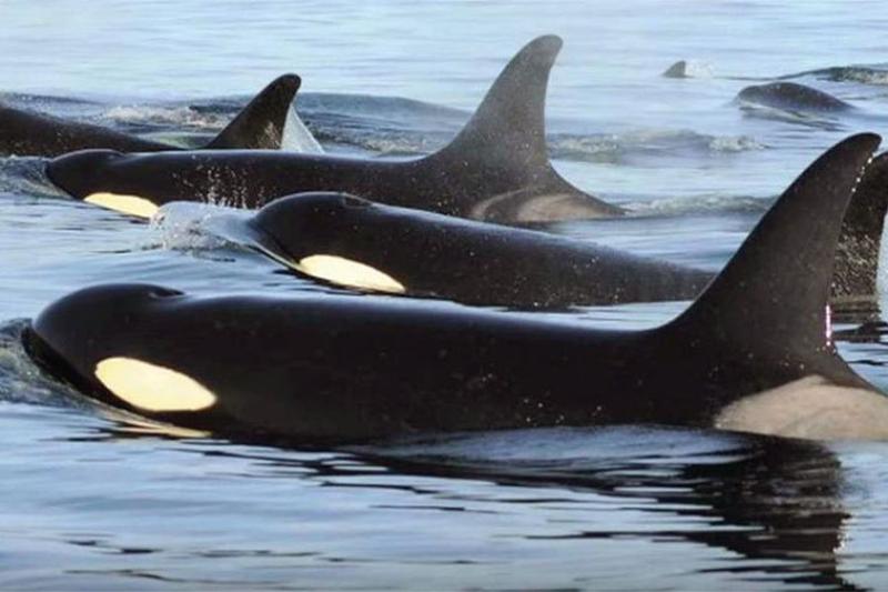 Killer whale pod at sea