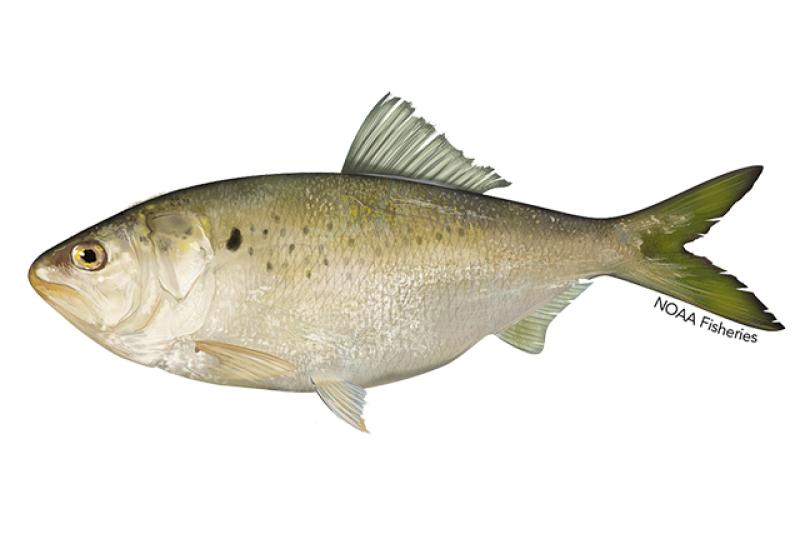 Atlantic menhaden illustration. Credit: Jack Hornady.