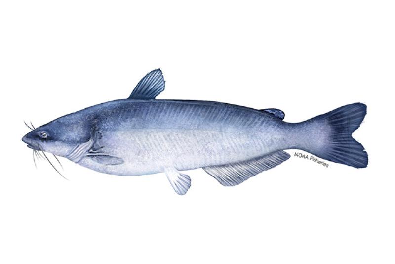 Blue catfish illustration. Credit: Jack Hornady