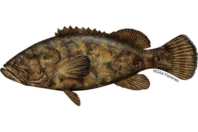 Illustration of goliath grouper