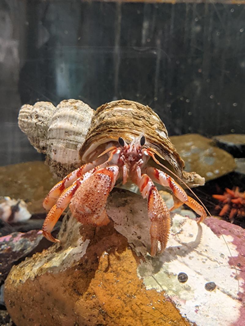 A View From Inside the Kodiak Lab Aquarium Post 2 NOAA Fisheries
