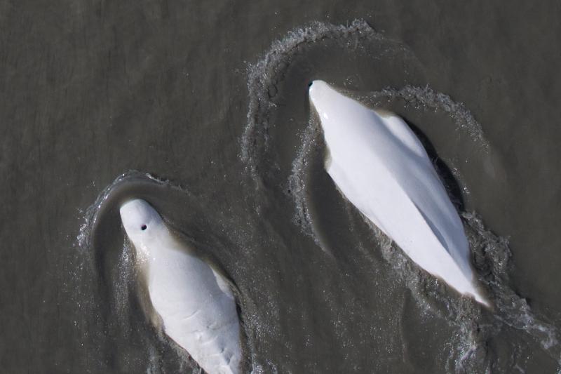 Aerial photo of two Cook Inlet Beluga Whales swimming at the surface.
