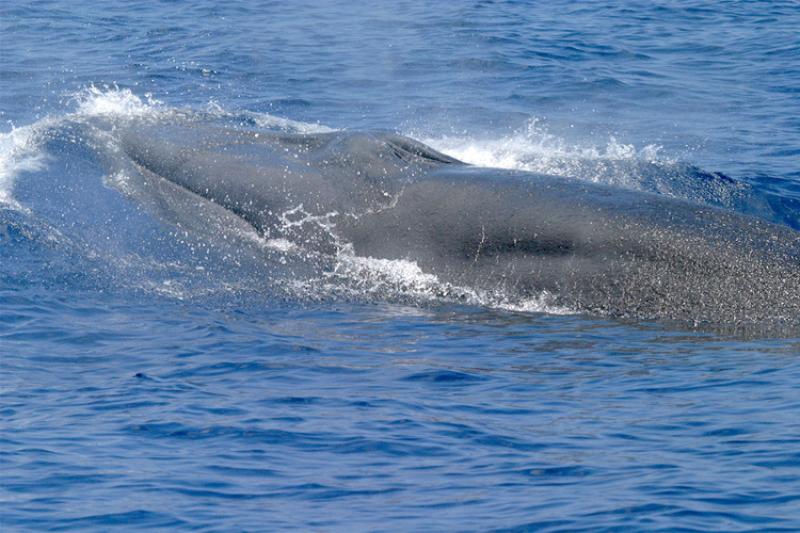 NOAA Fisheries is Pleased to Announce a New Scientific Research Paper that Describes a New Species of Baleen Whale in the Gulf of Mexico
