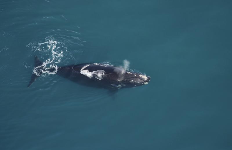 North Atlantic right whale