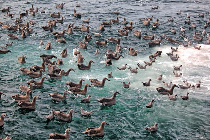 Seabirds in the water during a longline survey.