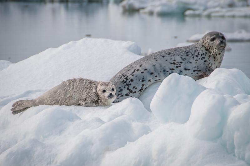 Photo of a spotted seal mother and pup sitting on an ice floe.