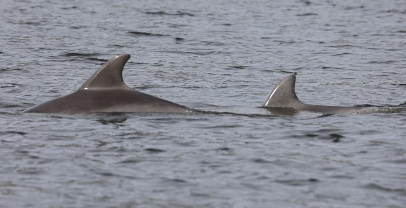 close up of two dolphin dorsal fins in gray river