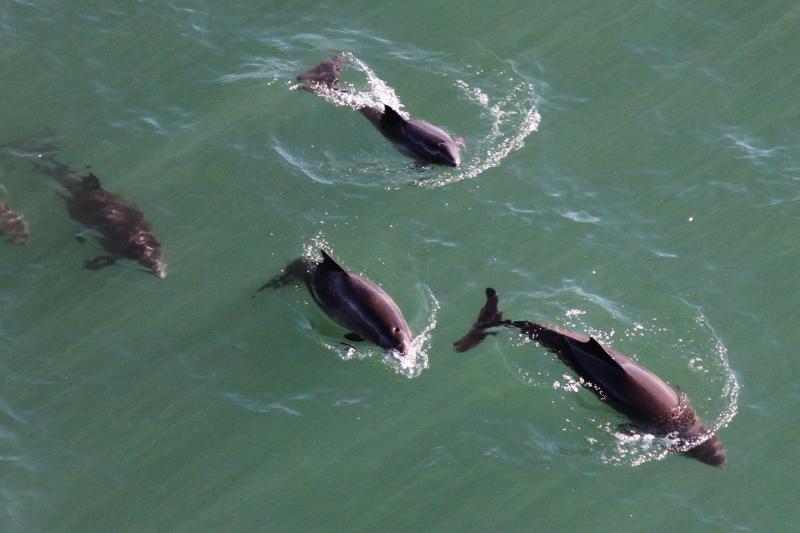 Aerial image of harbor porpoises swimming