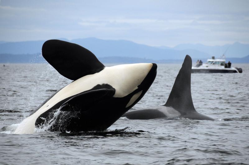 Killer whales in Puget Sound