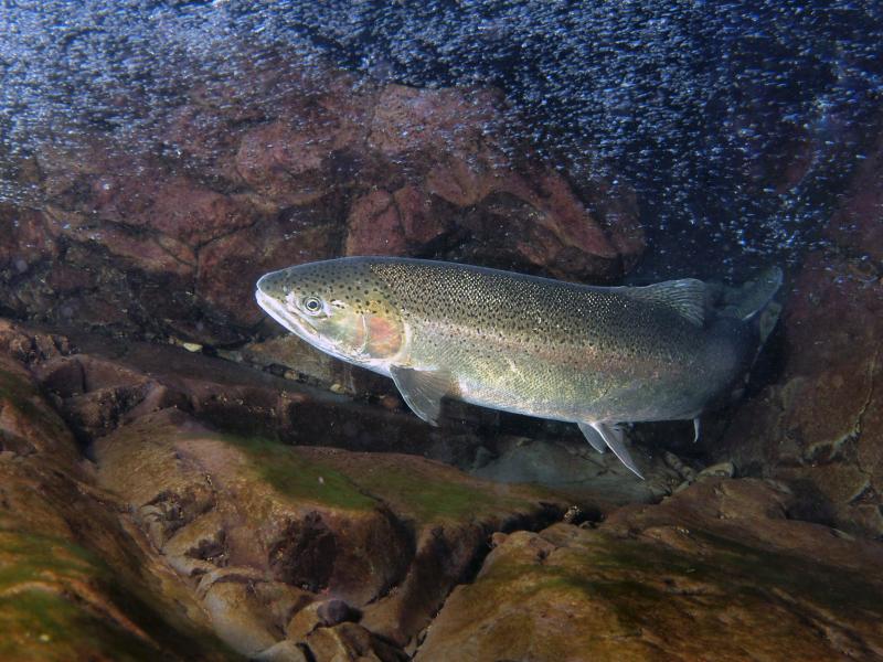 steelhead salmon swimming in stream