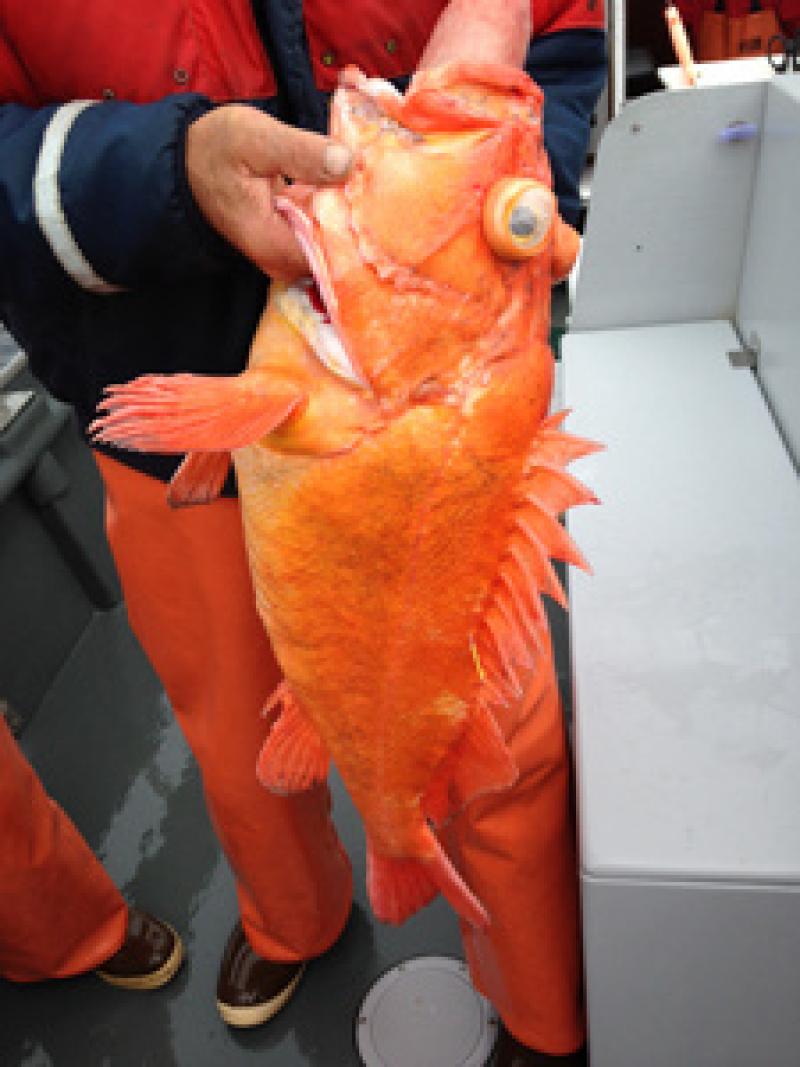 Rockfish popping eyes