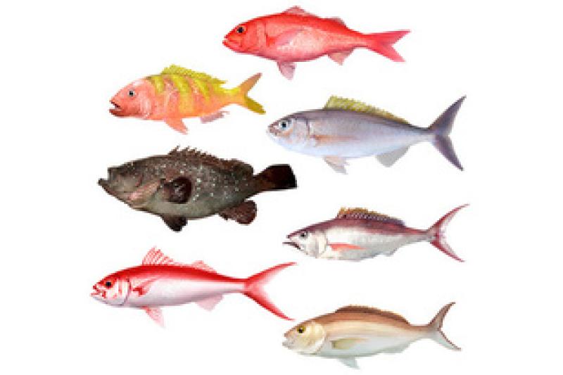 Illustration of the Deep 7 Bottomfish in the Main Hawaiian Islands.