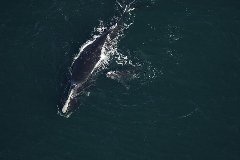 North Atlantic Right Whale Calf Stranded Dead in Florida