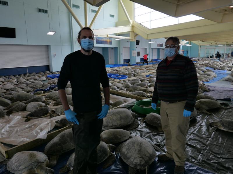 Two men stand with masks and gloves in front of dozens of green sea turtles inside of a convention center.