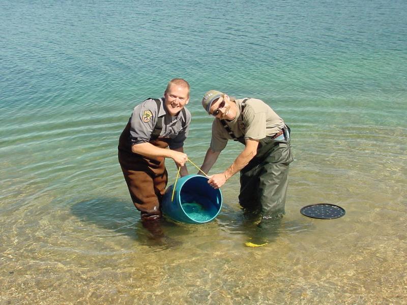 NWFSC scientist on left releasing a mature captive sockeye into Redfish Lake for volitional spawning. Pictured with Jeff Heindel (left), an Idaho Department of Fish and Game employee.