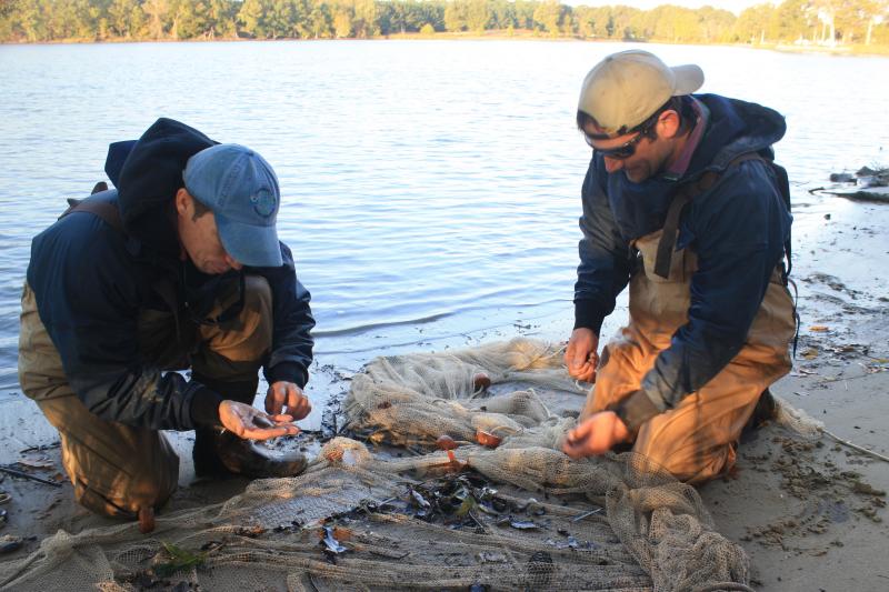 Two scientists explore the contents of a net on the shoreline of a river, picking fish out from among leaves