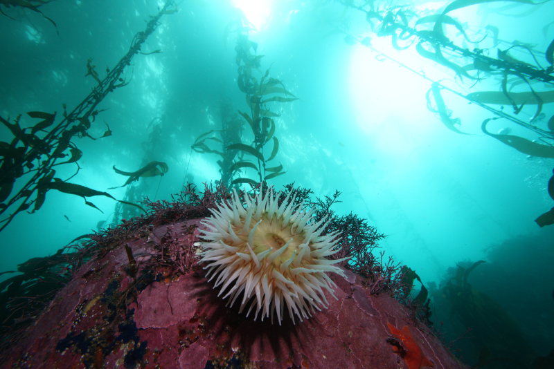 Kelp ecosystem