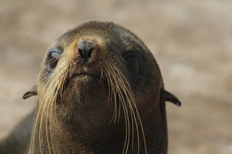 Photo of a female northern fur seal's face and whiskers.