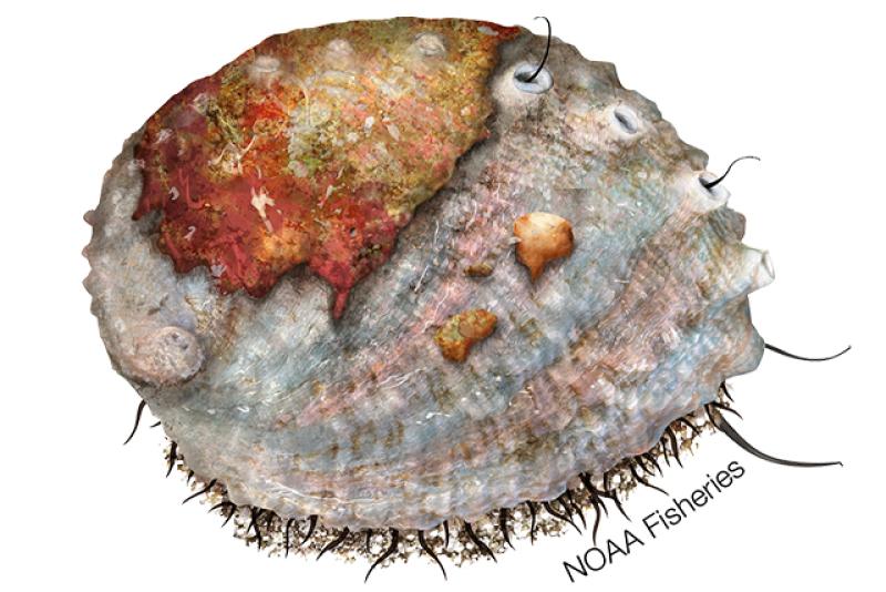 Pink abalone illustration. Credit: Jack Hornady